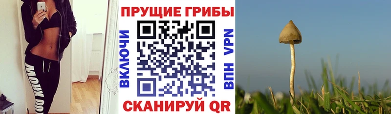 продажа наркотиков Завитинск Галлюциногенные грибы Cubensis